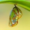 Chrysalis Butterfly hanging on a leaf.