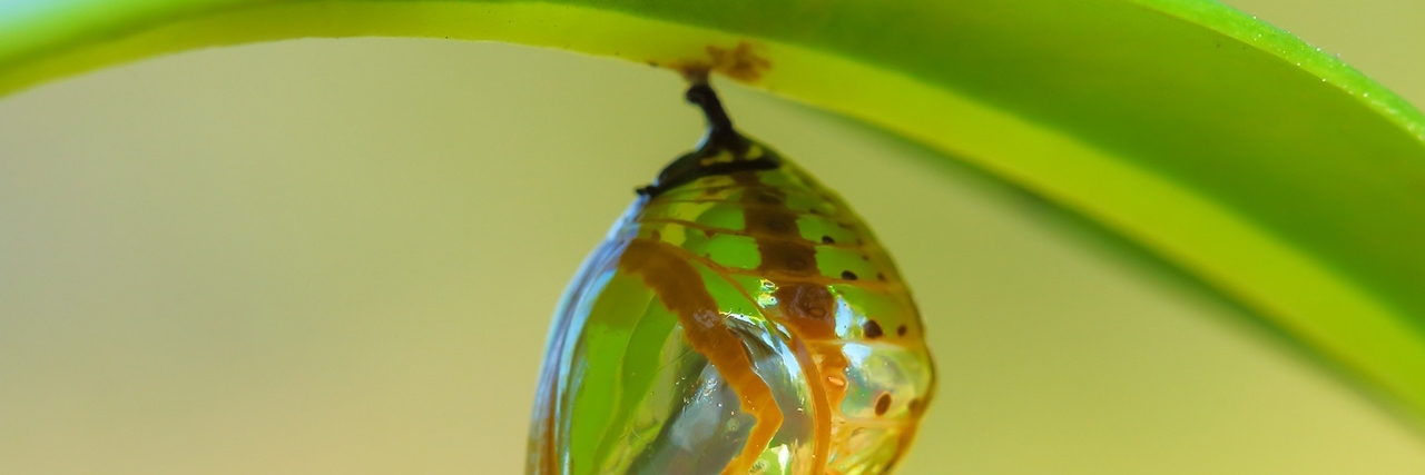 What I'm Learning From My 'Chrysalis' Year as a Legally Blind Young Adult Chrysalis Butterfly hanging on a leaf.