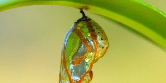 Chrysalis Butterfly hanging on a leaf.