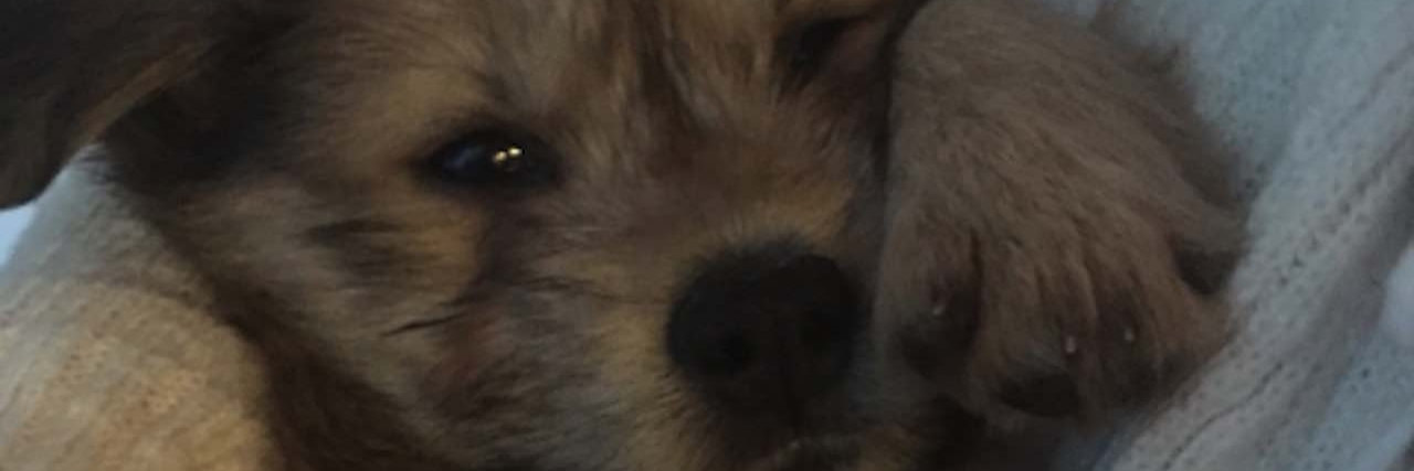 Changing My Mind About Emotional Support Dogs maggie