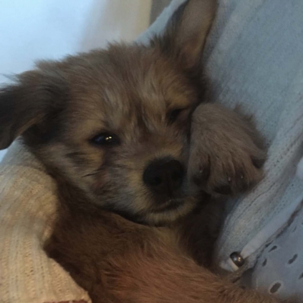 maggie