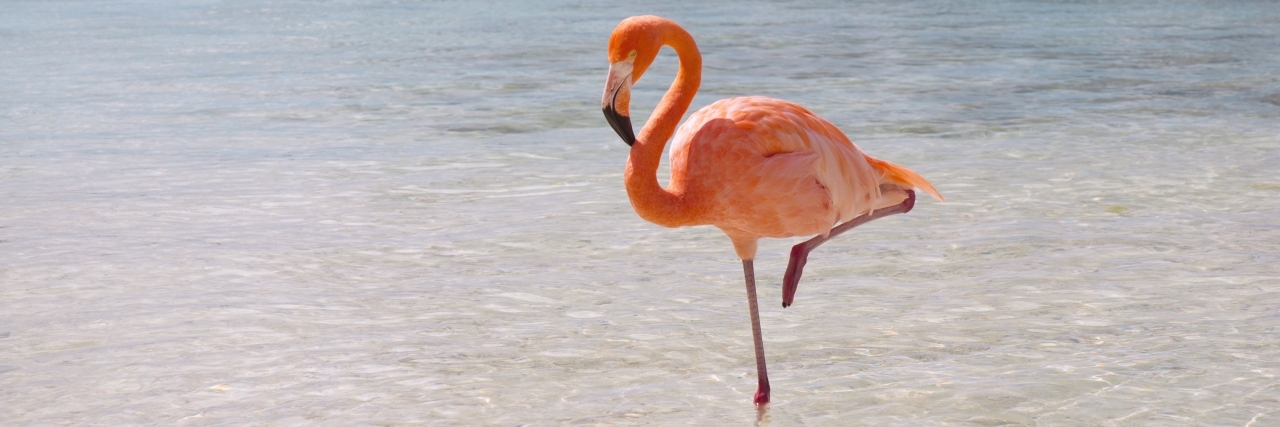 Pink Flamingo Costume Helps Dad Prepare to Be a Special Needs Parent Flamingo on the beach.