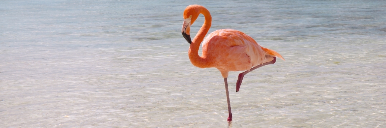 Flamingo on the beach.