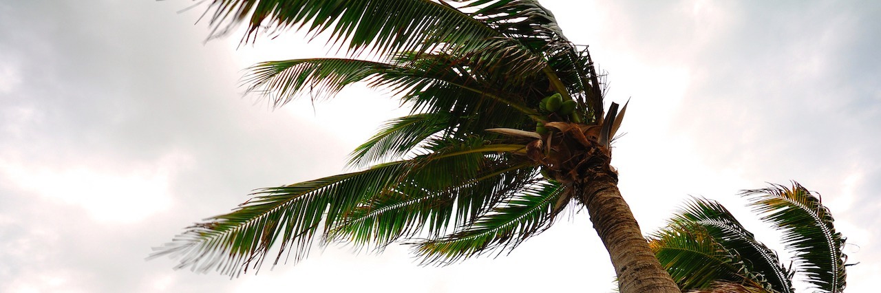 Palm tree at the hurricane