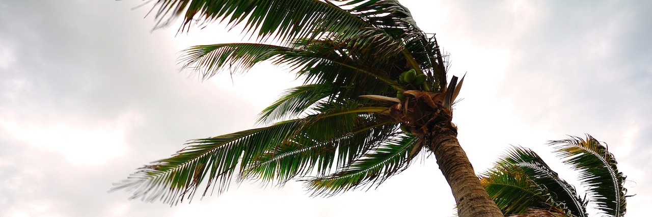 A Letter to the Person Facing Depression's Storm Palm tree at the hurricane