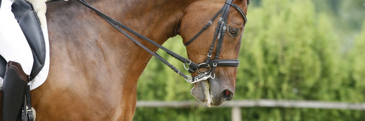 What Is It Like Riding a Horse Blind? Head of a young dressage horse with unknown rider in action