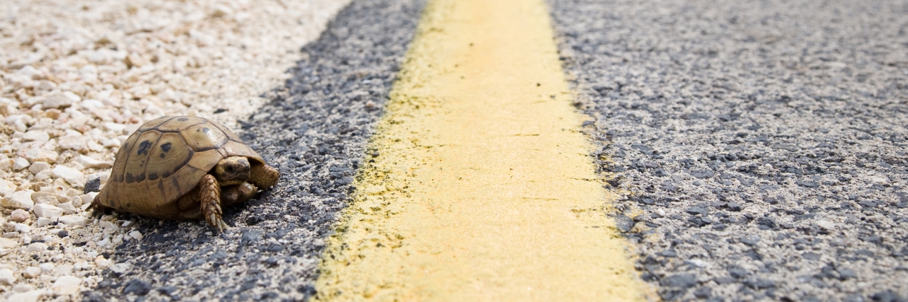 My New Chronic Illness Metaphor to Use Instead of Spoon Theory tortoise crawling down a road