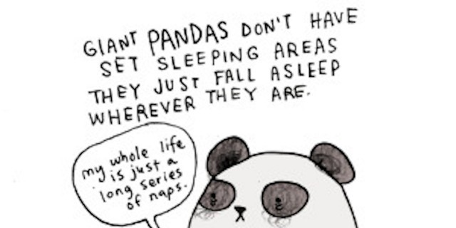 sleepy panda illustration