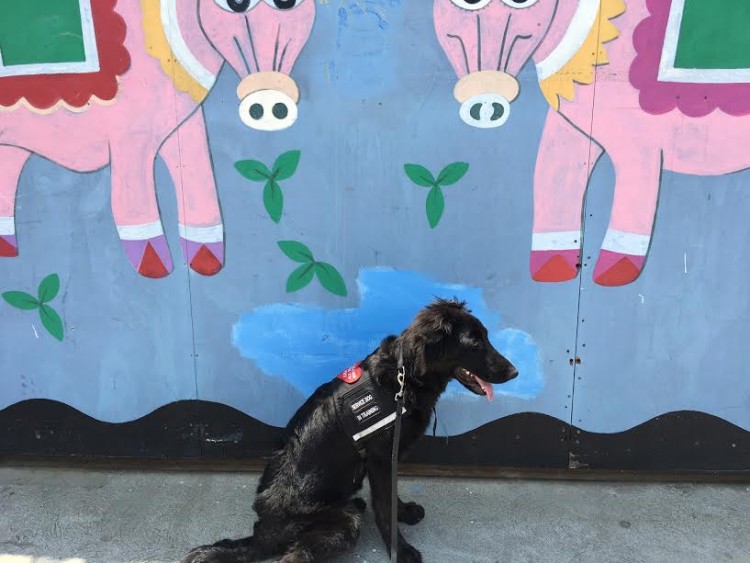 black service dog sitting in front of colorful mural