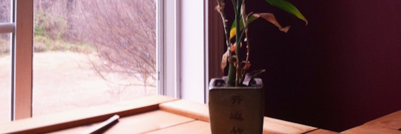 A bamboo plant sitting on a window sill