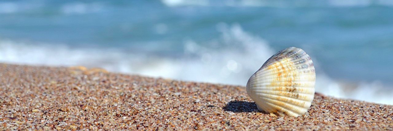 shell on a beach