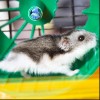 Hamster running on a wheel.