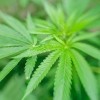 Green foliage of Cannabis sativa - drug, hemp