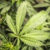 Marijuana garden with close up of big leaf