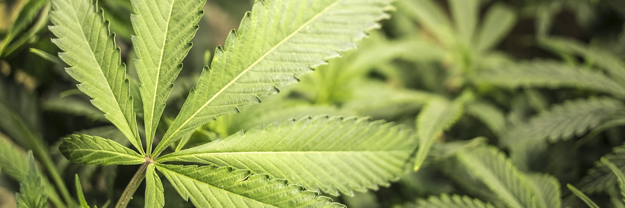 Florida Amendment 2 Medical Marijuana: Why I'm Voting Yes Marijuana garden with close up of big leaf