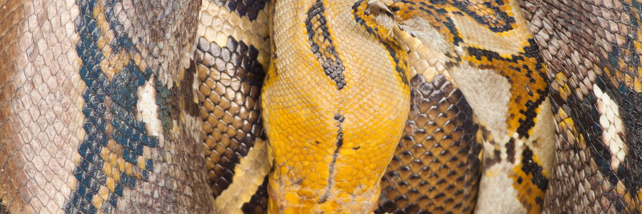 What It Feels Like to Have Stiff Person Syndrome The big python snake sleeping in the zoo