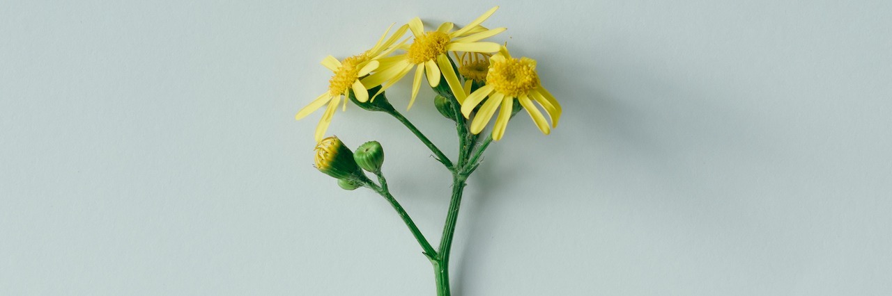 10 Ways to Support a Loved One in a Psychiatric Hospital Yellow flower taped to bright background.