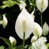 Peace lily.