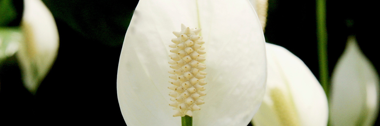 How I Survived Depression After Disability Peace lily.