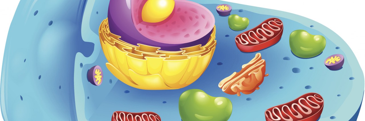 What Is Mitochondrial Disease? An Explanation for Non-Scientists eukaryotic cell