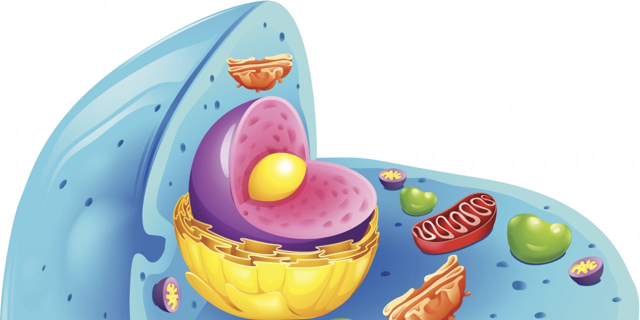 Mitochondrial Disease Explained for Non-Scientists