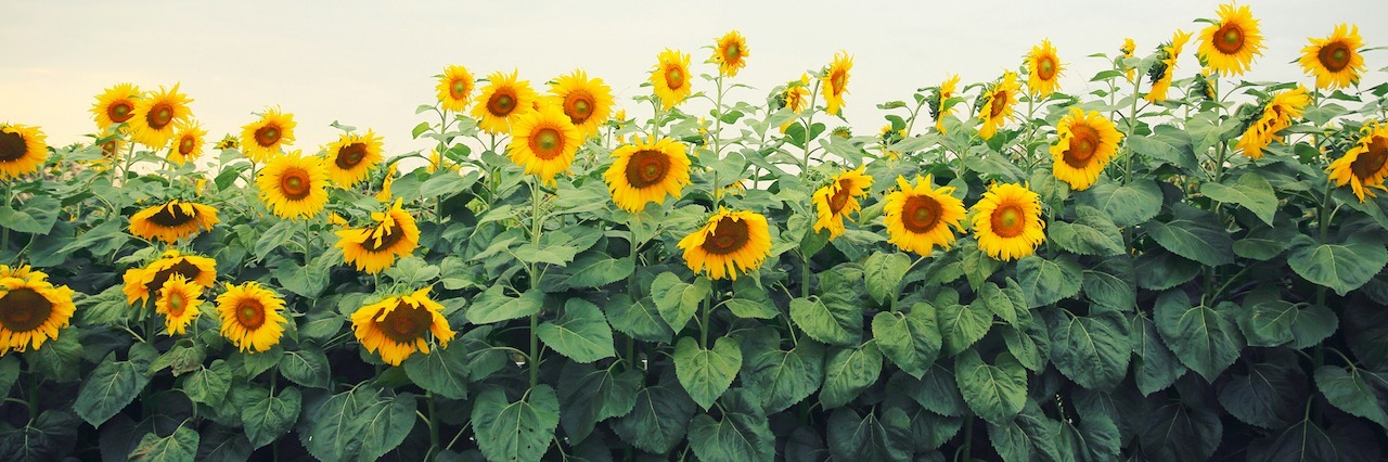 To the Anorexia of My Childhood sunflowers