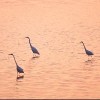 Egrets wading in the sea at sunset