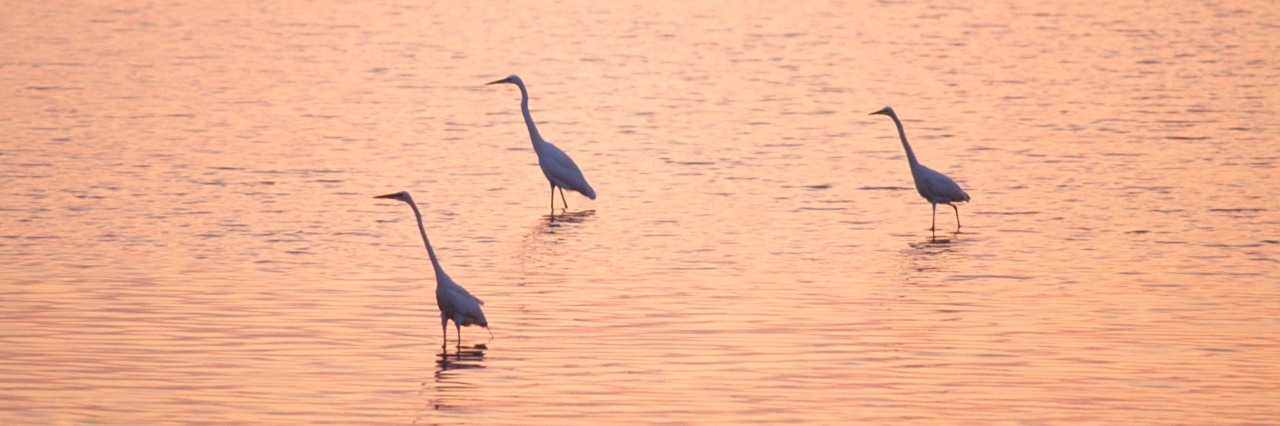 Autism: Why It Can Be Hard to Relate to and Understand Others Egrets wading in the sea at sunset