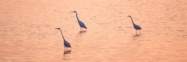 Egrets wading in the sea at sunset