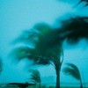 palm trees in a storm, blowing in the wind
