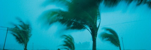 palm trees in a storm, blowing in the wind