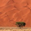 sand dunes and tree