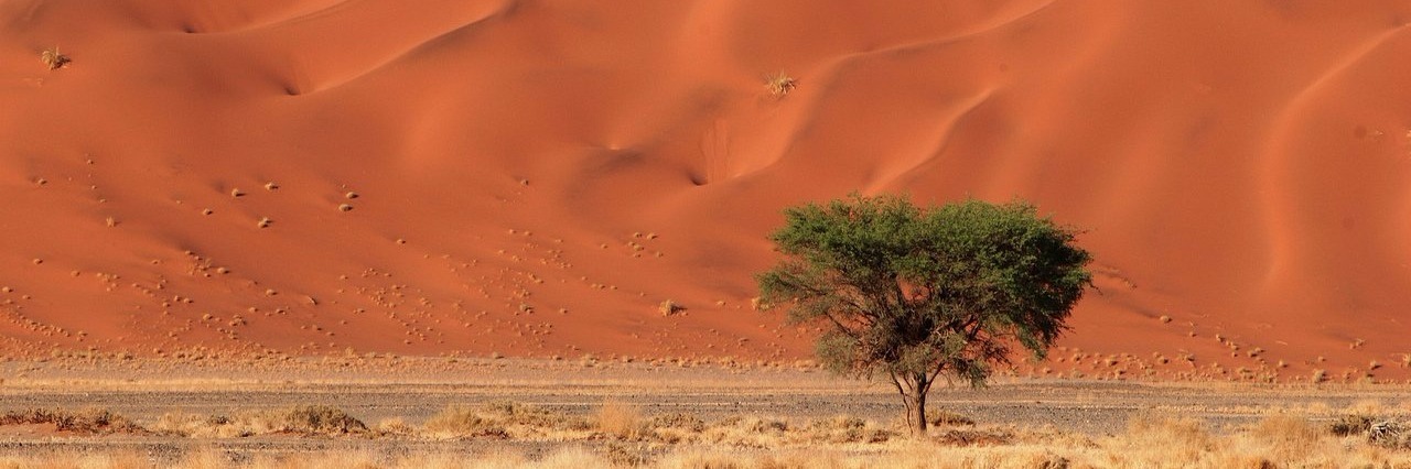 Bipolar Disorder: Ways to Deal With Isolation sand dunes and tree