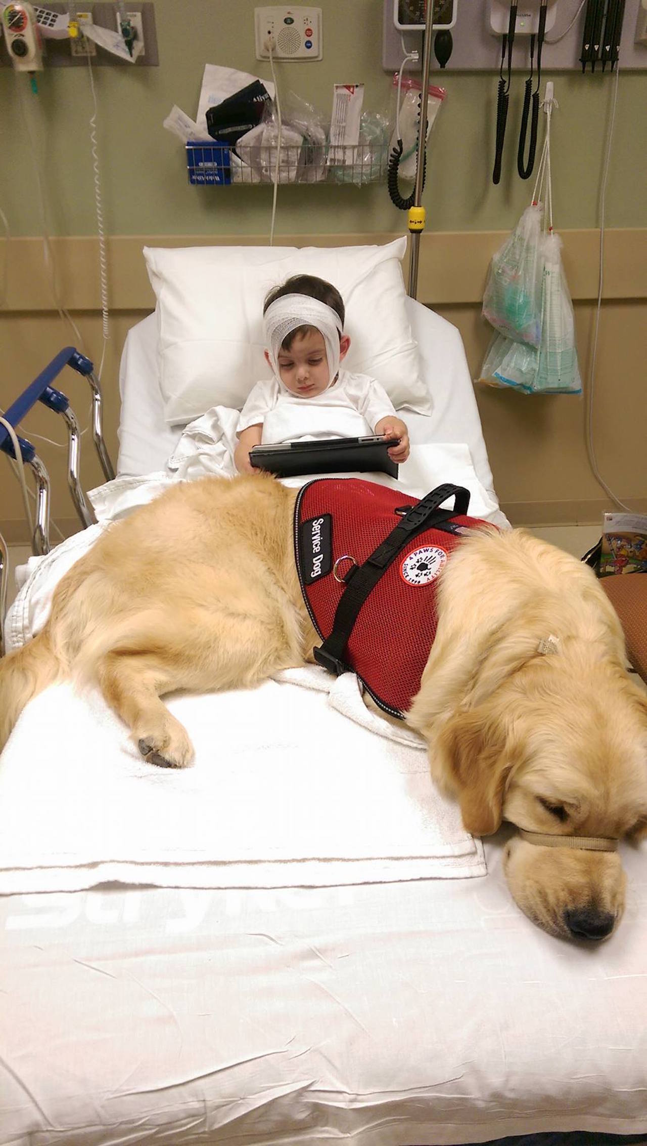 little boy in a hospital bed with a service dog