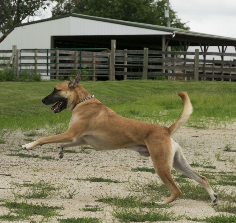 Robbie running in an open field