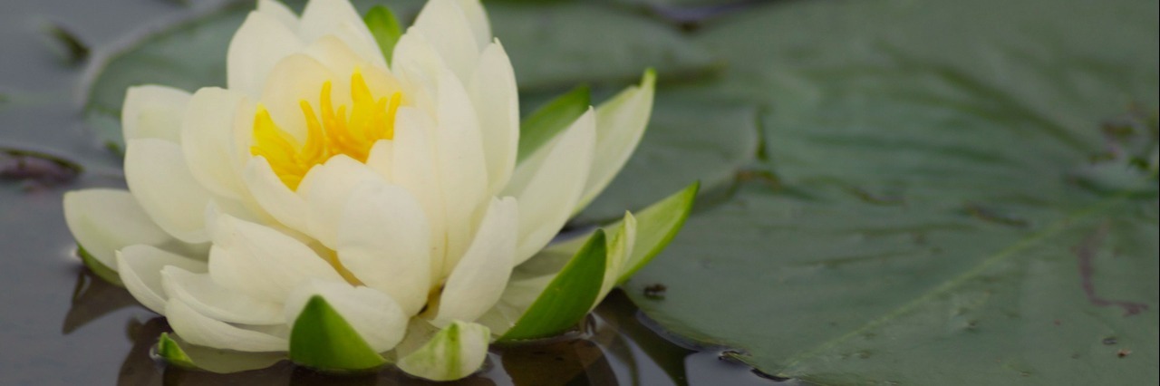 How Someone With Mental Illness Can Relate to a Lotus Flower lotus flower in a lake