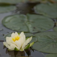 lotus flower in a lake