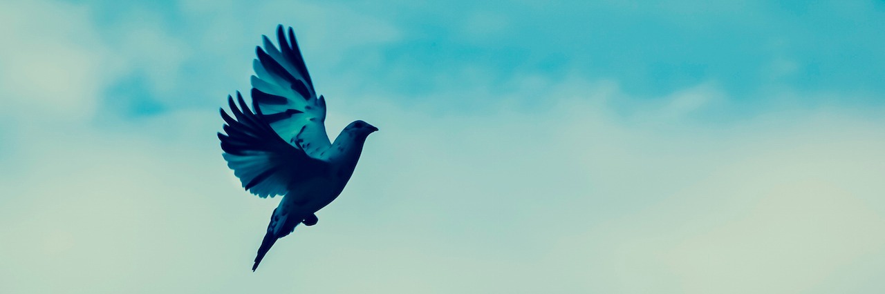 Figuring Out Sad After Starting Medication for a Mental Illness a bird flying through the sky