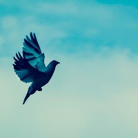 a bird flying through the sky