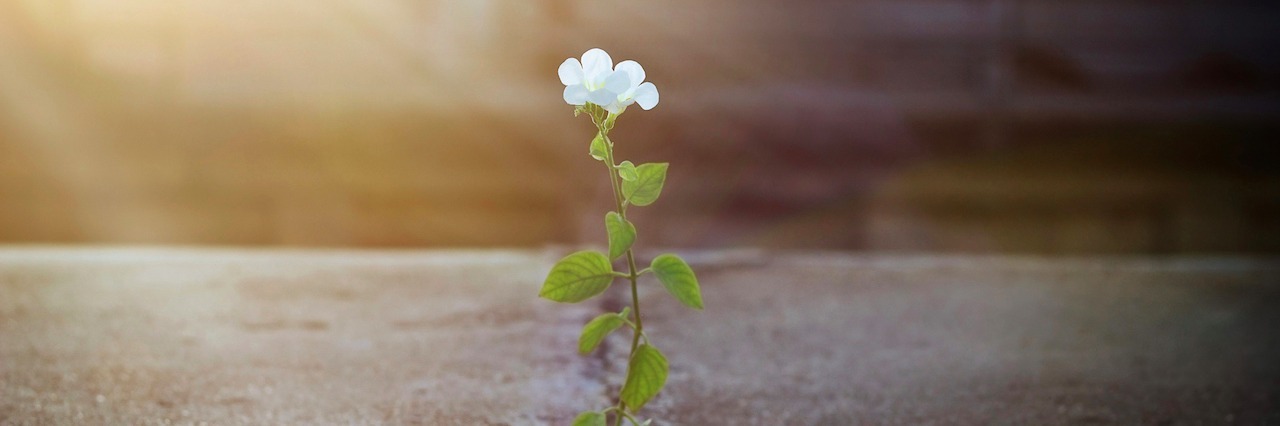 flower growing out of a crack in the sidewalk