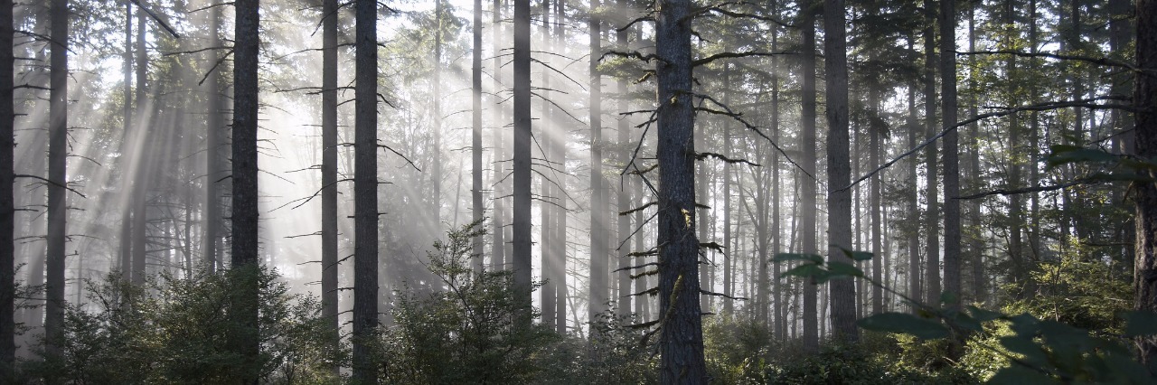 Sunlight breaking through misty forest