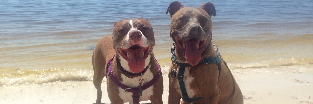 two pit bulls on the beach