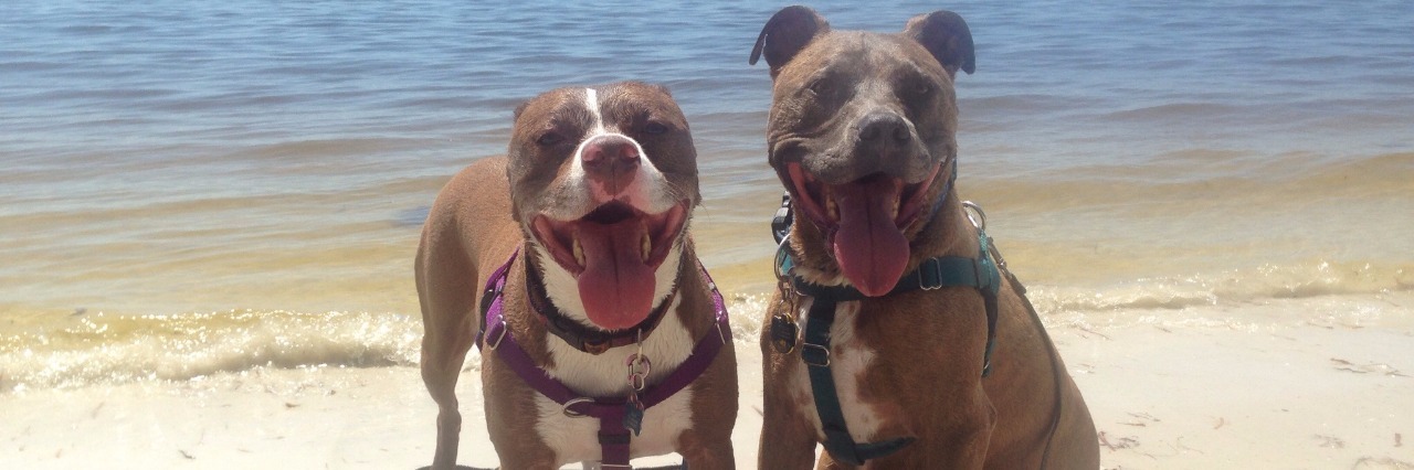 Pit Bull Service Dogs Help Woman With Ehlers-Danlos and Endometriosis two pit bulls on the beach