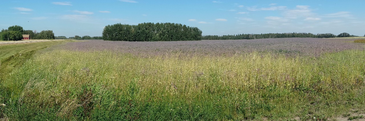 How to Live With Chronic Fatigue Syndrome landscape of green field and blue sky