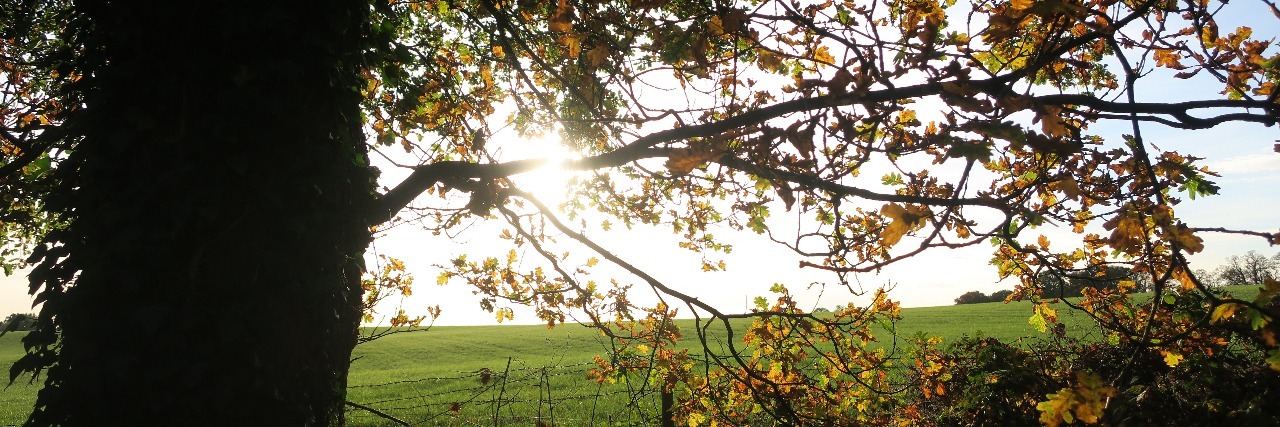 What Joint Hypermobility Syndrome Feels Like sunlight filtering through tree branches