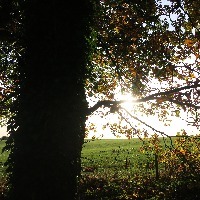 sunlight filtering through tree branches