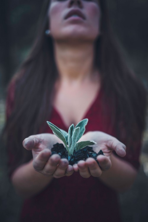 hands holding small plant in hands