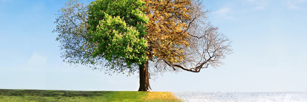 Dealing With the Constantly Changing Symptoms of Your Disease single tree with all four changing seasons