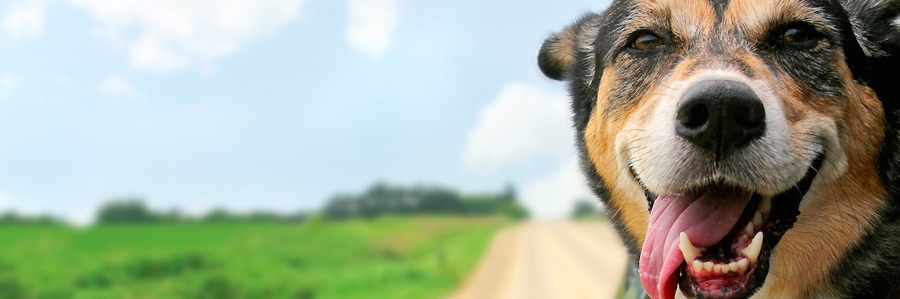 How a Shelter Rescue Dog Saved Me From Suicide A dog with his head hanging out a window