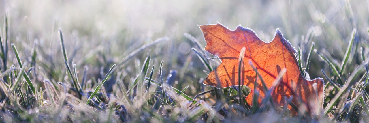 fallen leaf in grass covered in morning frost